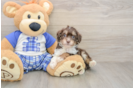 Best Mini Aussiedoodle Baby