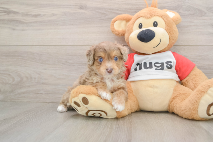 Smart Mini Aussiedoodle Poodle Mix Pup