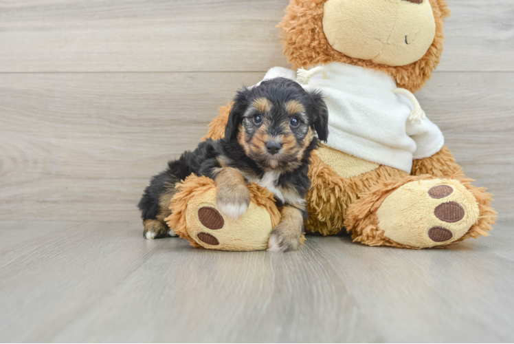 Best Mini Aussiedoodle Baby