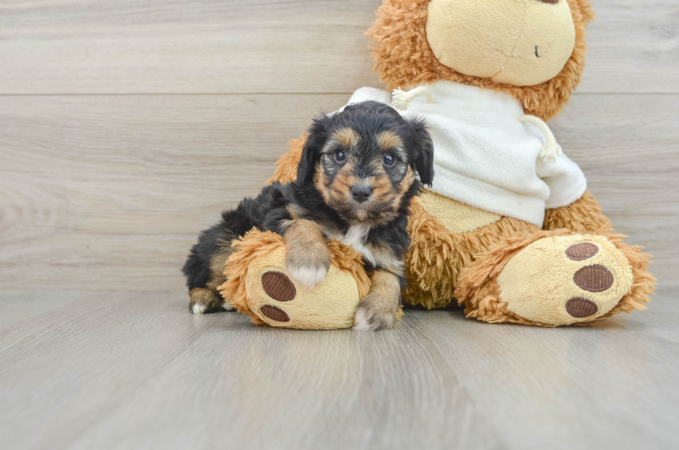 7 week old Mini Aussiedoodle Puppy For Sale - Lone Star Pups