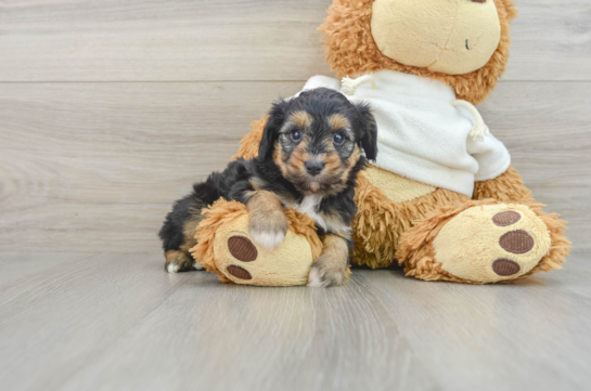 Best Mini Aussiedoodle Baby