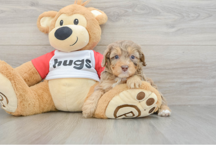 Mini Aussiedoodle Puppy for Adoption