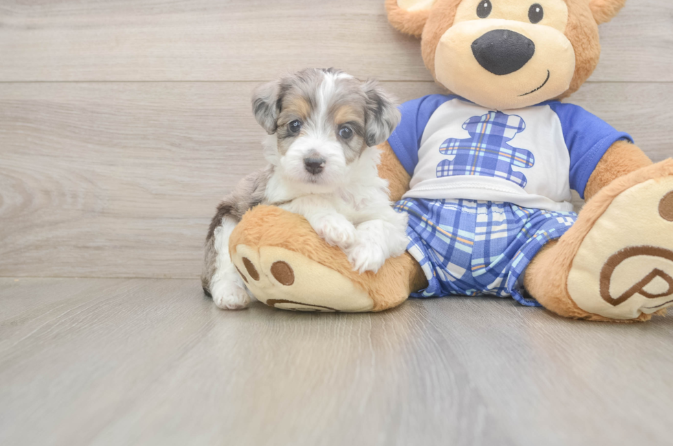 5 week old Mini Aussiedoodle Puppy For Sale - Lone Star Pups