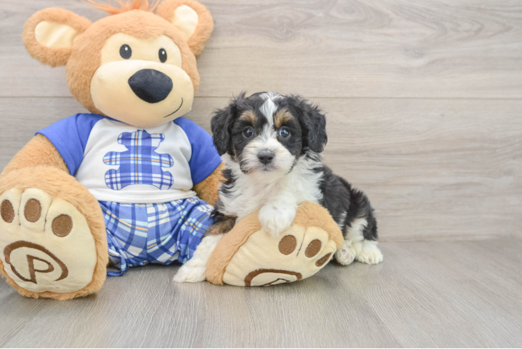 Little Mini Aussiepoo Poodle Mix Puppy