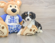 8 week old Mini Aussiedoodle Puppy For Sale - Lone Star Pups