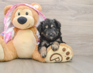 6 week old Mini Aussiedoodle Puppy For Sale - Lone Star Pups