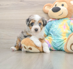 8 week old Mini Aussiedoodle Puppy For Sale - Lone Star Pups