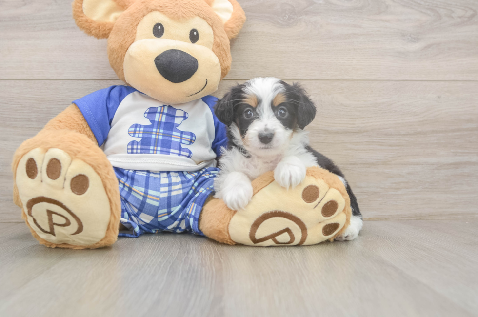 5 week old Mini Aussiedoodle Puppy For Sale - Lone Star Pups