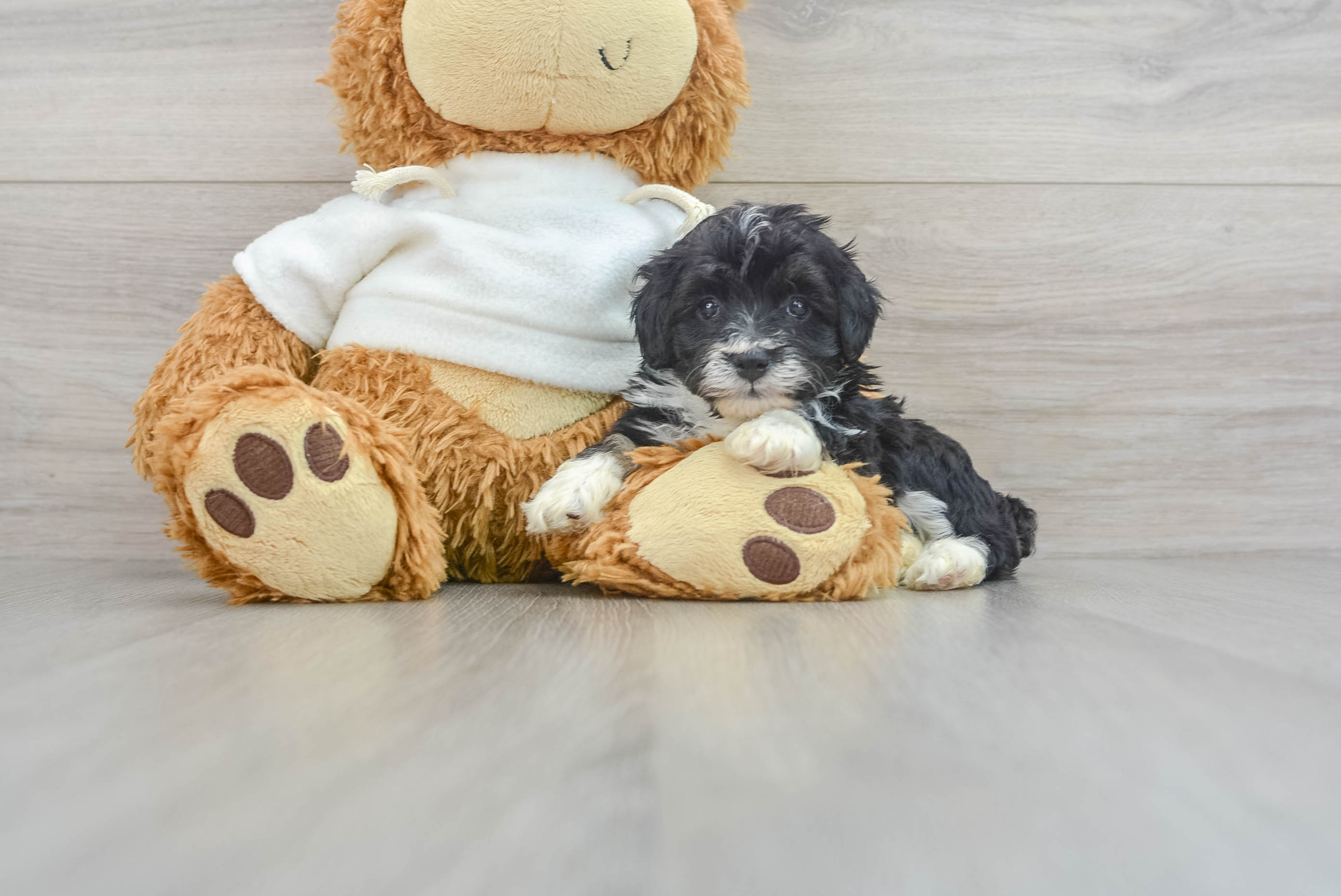 Petite Mini Aussiedoodle Poodle Mix Pup