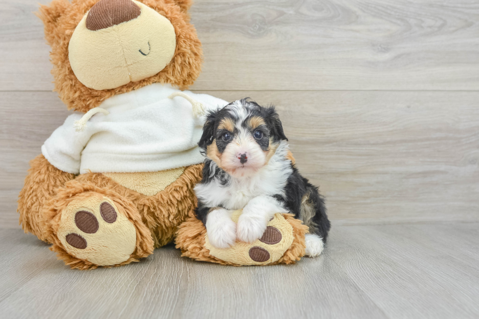 Smart Mini Aussiedoodle Poodle Mix Pup