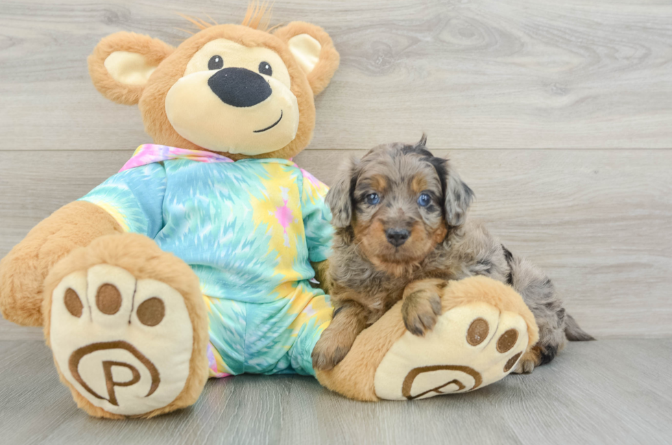 5 week old Mini Aussiedoodle Puppy For Sale - Lone Star Pups