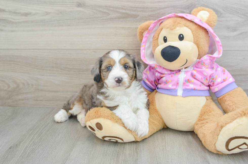 7 week old Mini Aussiedoodle Puppy For Sale - Lone Star Pups