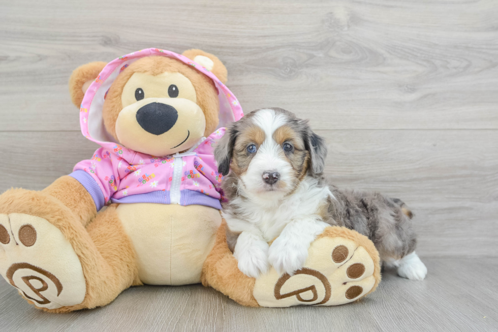 Happy Mini Aussiedoodle Baby