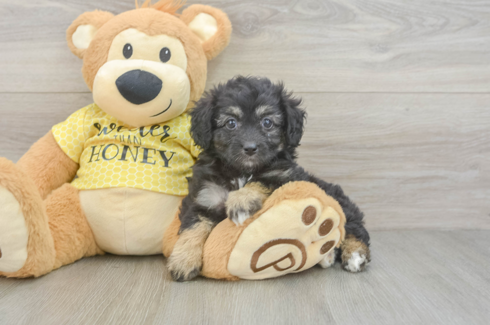 6 week old Mini Aussiedoodle Puppy For Sale - Lone Star Pups