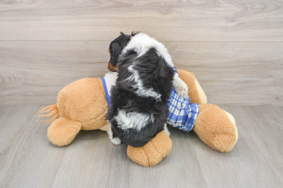 Mini Aussiedoodle Puppy for Adoption