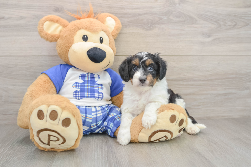 Mini Aussiedoodle Pup Being Cute