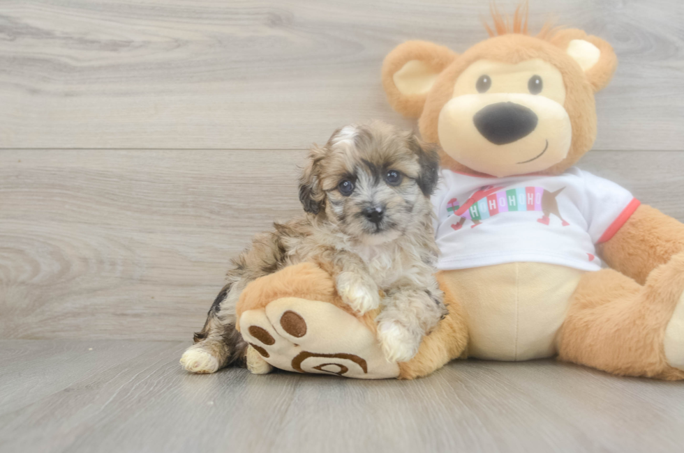 5 week old Mini Aussiedoodle Puppy For Sale - Lone Star Pups