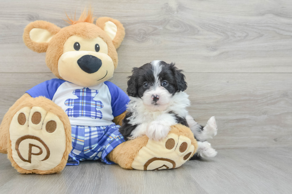 7 week old Mini Aussiedoodle Puppy For Sale - Lone Star Pups