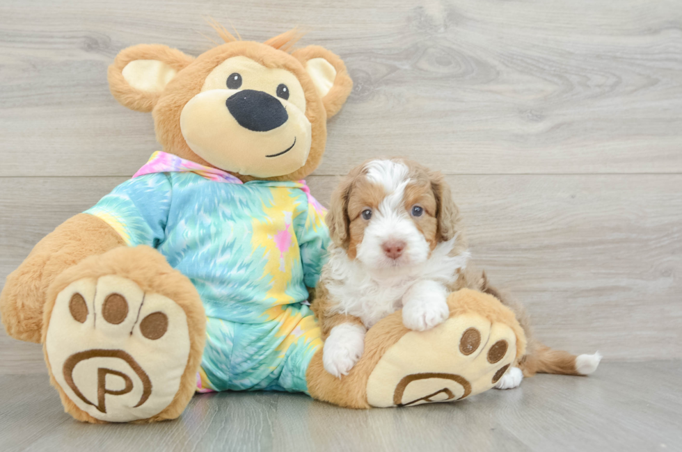 5 week old Mini Aussiedoodle Puppy For Sale - Lone Star Pups