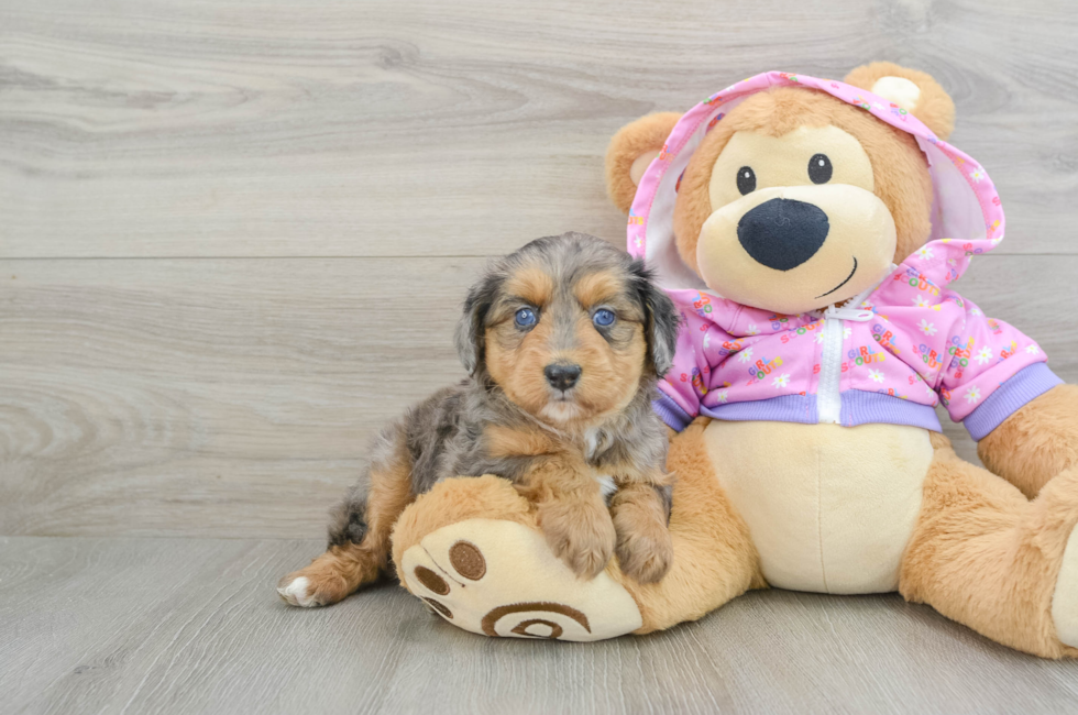 5 week old Mini Aussiedoodle Puppy For Sale - Lone Star Pups