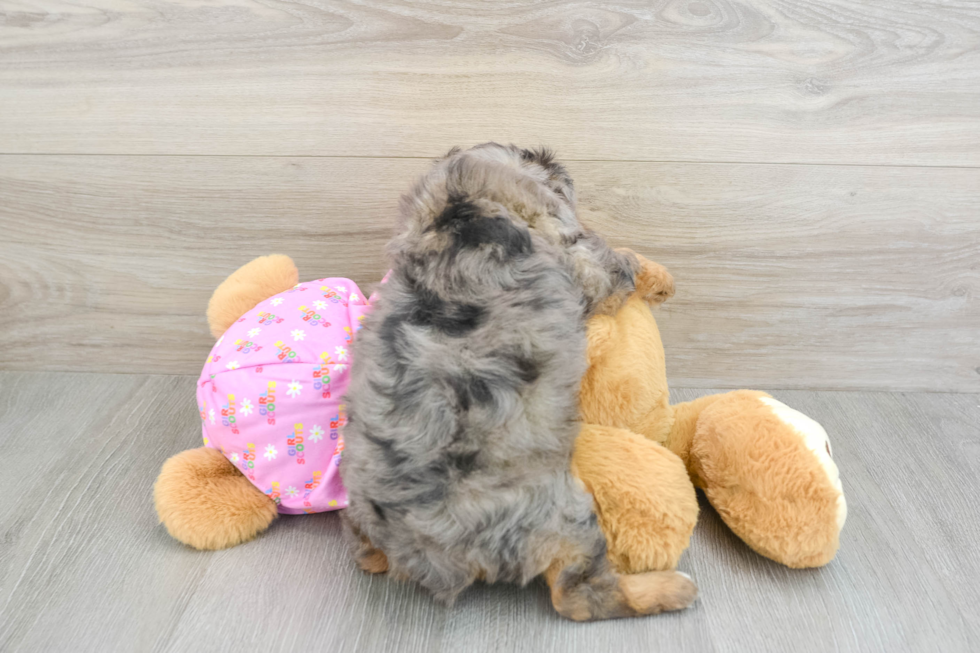 Mini Aussiedoodle Puppy for Adoption