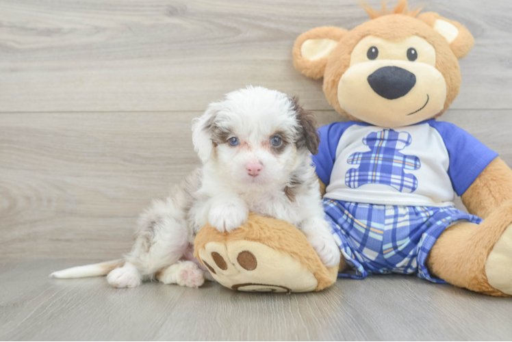 Little Mini Aussiepoo Poodle Mix Puppy
