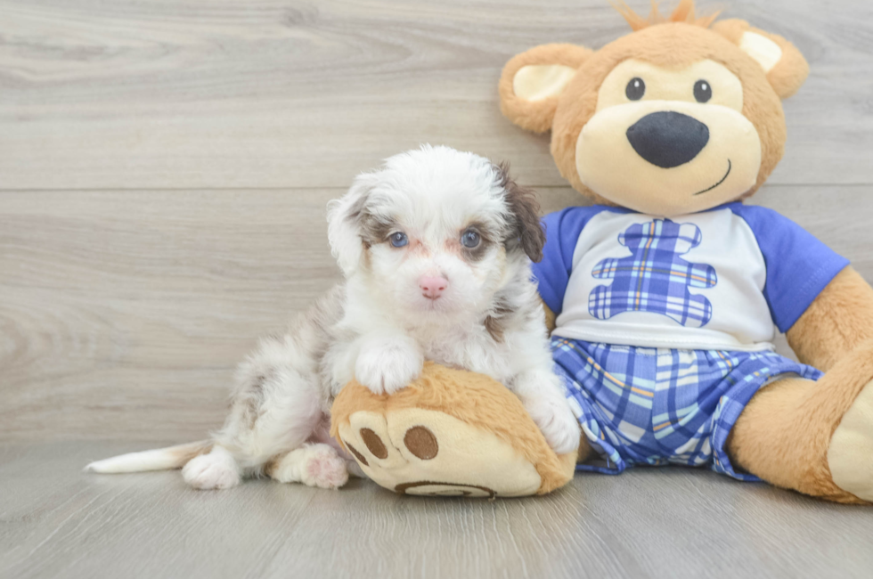 6 week old Mini Aussiedoodle Puppy For Sale - Lone Star Pups