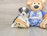 8 week old Mini Aussiedoodle Puppy For Sale - Lone Star Pups