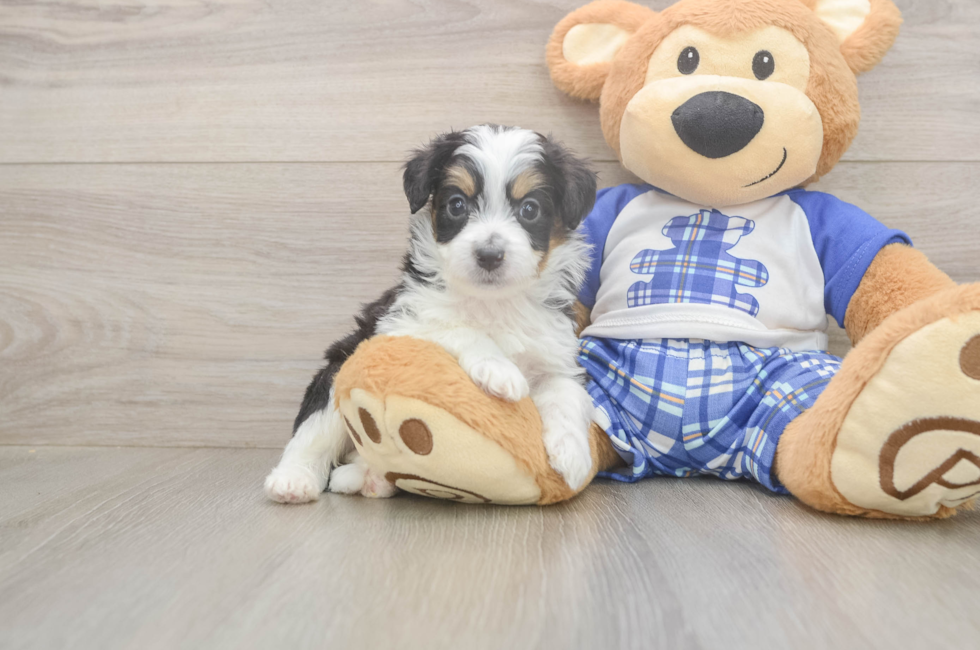 5 week old Mini Aussiedoodle Puppy For Sale - Lone Star Pups
