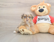 8 week old Mini Aussiedoodle Puppy For Sale - Lone Star Pups