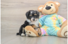 Fluffy Mini Aussiedoodle Poodle Mix Pup