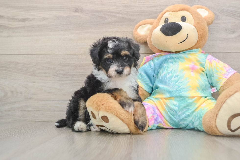 Fluffy Mini Aussiedoodle Poodle Mix Pup