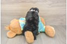 Popular Mini Aussiedoodle Poodle Mix Pup
