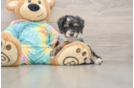 Little Aussiepoo Poodle Mix Puppy