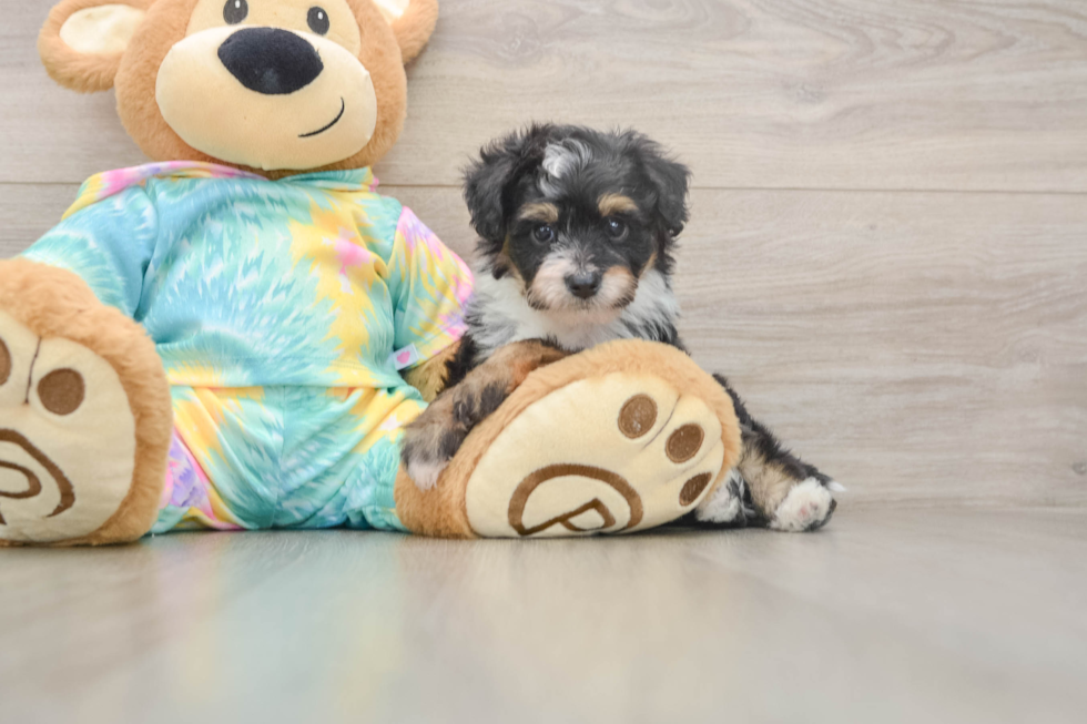 Little Aussiepoo Poodle Mix Puppy