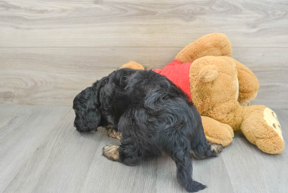 Smart Mini Aussiedoodle Poodle Mix Pup