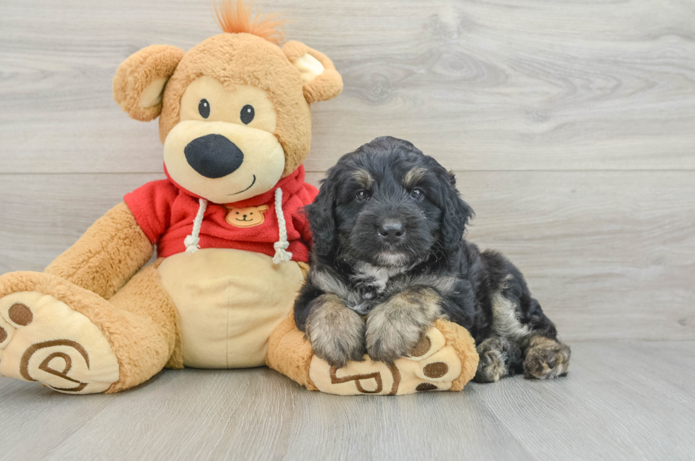 7 week old Mini Aussiedoodle Puppy For Sale - Lone Star Pups