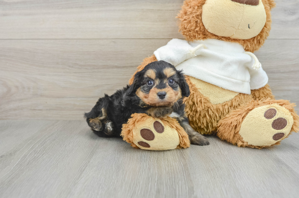 7 week old Mini Aussiedoodle Puppy For Sale - Lone Star Pups