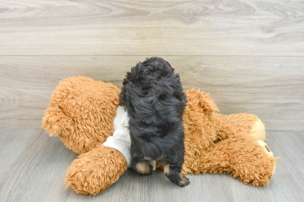 Playful Mini Aussiepoodle Poodle Mix Puppy