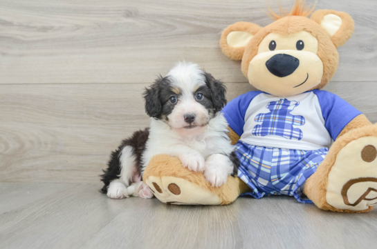 Energetic Aussie Poo Poodle Mix Puppy