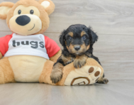 8 week old Mini Aussiedoodle Puppy For Sale - Lone Star Pups