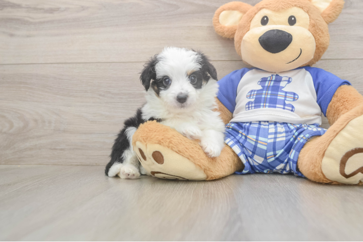 Best Mini Aussiedoodle Baby