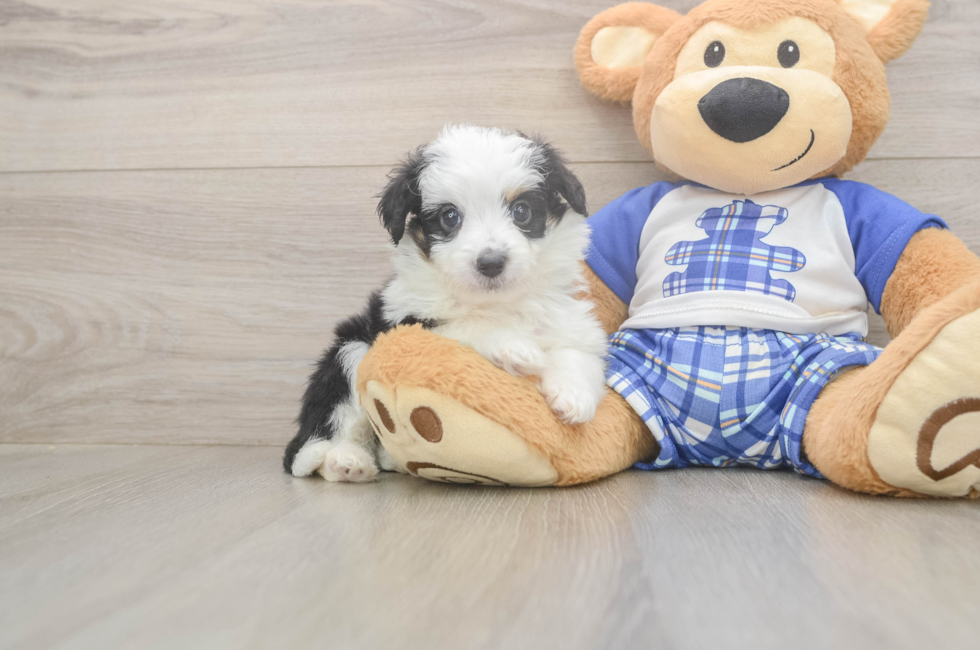 5 week old Mini Aussiedoodle Puppy For Sale - Lone Star Pups