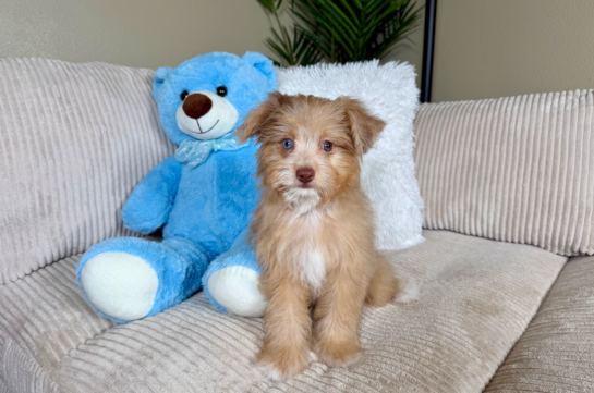 Cute Mini Aussiedoodle Baby