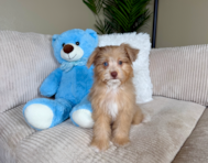 10 week old Mini Aussiedoodle Puppy For Sale - Lone Star Pups
