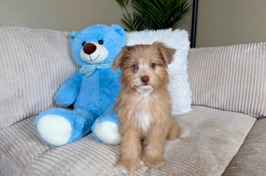 Cute Mini Aussiedoodle Baby