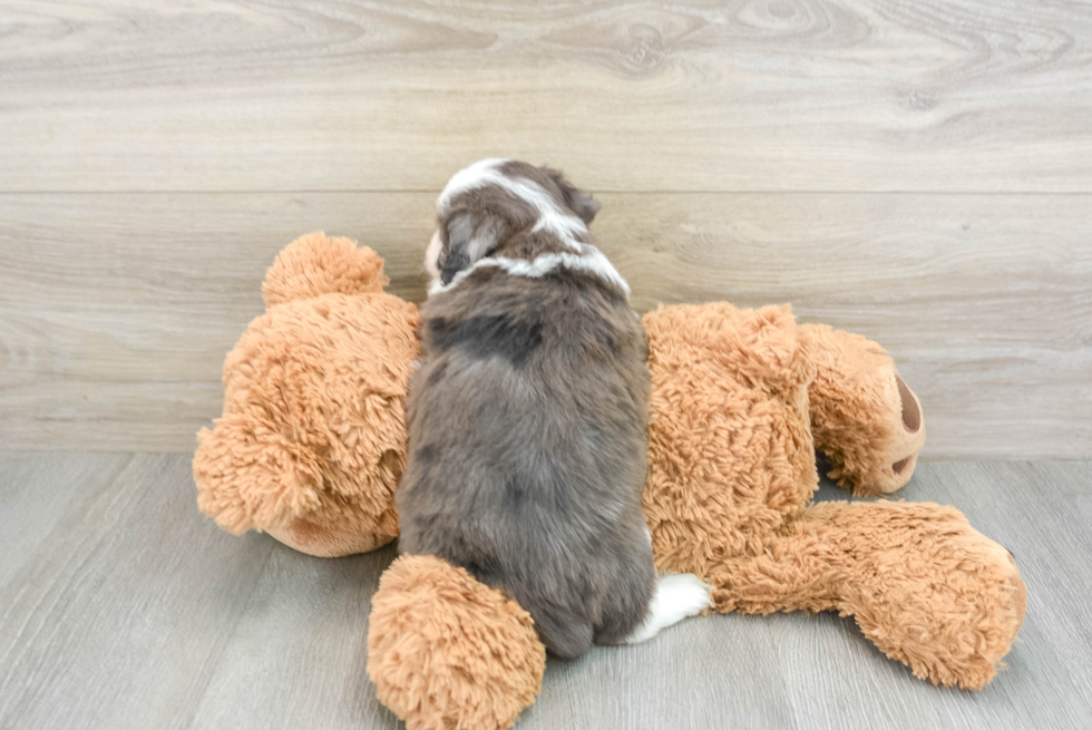 Cute Mini Aussiedoodle Baby