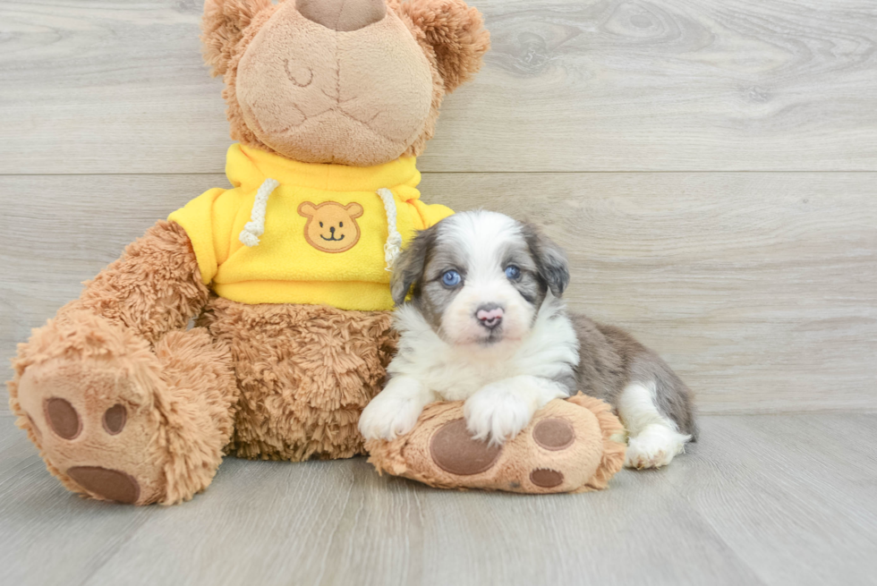 Mini Aussiedoodle Puppy for Adoption