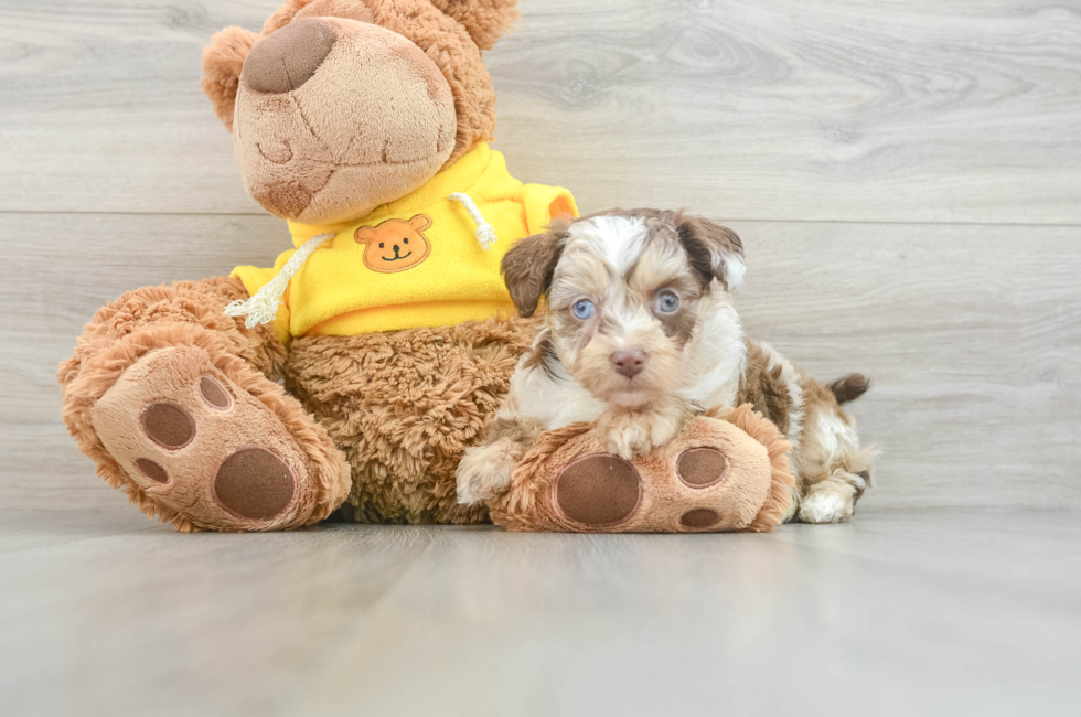 6 week old Mini Aussiedoodle Puppy For Sale - Lone Star Pups