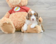 7 week old Mini Aussiedoodle Puppy For Sale - Lone Star Pups